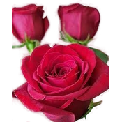 RemovalAI Background Remover logo