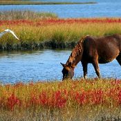 Climate Change Live and History