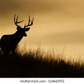 Hunting News