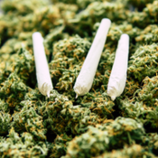The Weed DB logo