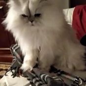 test-amazon-scraper-api